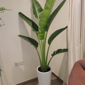 Traveller Palm