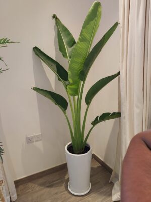 Traveller Palm