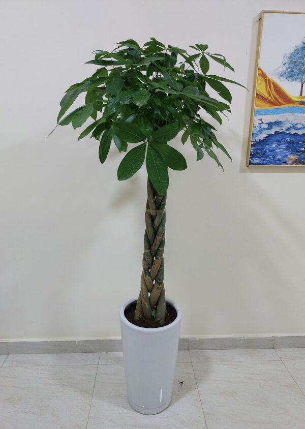 Money Tree