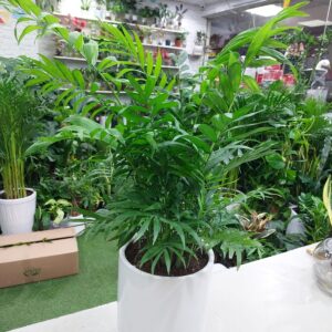 Chamaedorea elegans - Indoor Palm Plant for Sale