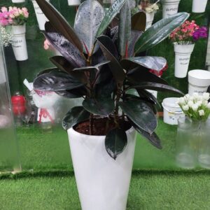 Vibrant Rubber Plant (Ficus elastica): Elevate Your Space with Lush Foliage.