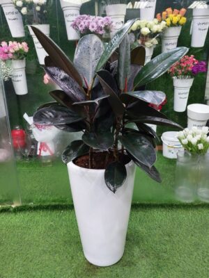 Vibrant Rubber Plant (Ficus elastica): Elevate Your Space with Lush Foliage.