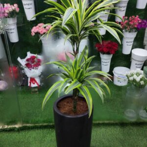 Vibrant Dracaena Lemon Lime Plant: A lush, green foliage plant with yellow accents, perfect for brightening any space. Ideal for indoor décor, this striking Dracaena adds a pop of color and texture to your home or office.