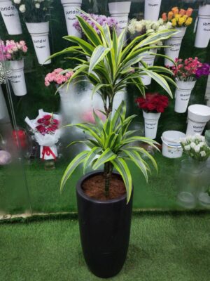 Vibrant Dracaena Lemon Lime Plant: A lush, green foliage plant with yellow accents, perfect for brightening any space. Ideal for indoor décor, this striking Dracaena adds a pop of color and texture to your home or office.