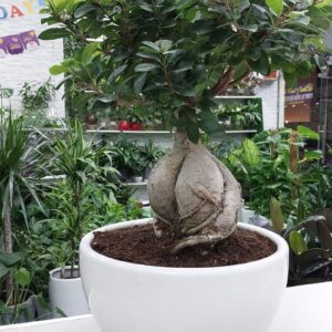 A beautiful Ficus Bonsai plant sits gracefully, its delicate leaves adding a touch of greenery and serenity to any room. Perfect for home or office decor.
