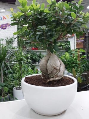 A beautiful Ficus Bonsai plant sits gracefully, its delicate leaves adding a touch of greenery and serenity to any room. Perfect for home or office decor.