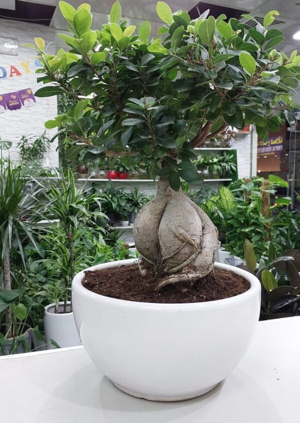 A beautiful Ficus Bonsai plant sits gracefully, its delicate leaves adding a touch of greenery and serenity to any room. Perfect for home or office decor.