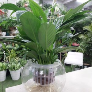 Water peace lily plant in a glass container - indoor air-purifying houseplant with white blooms and green foliage.
