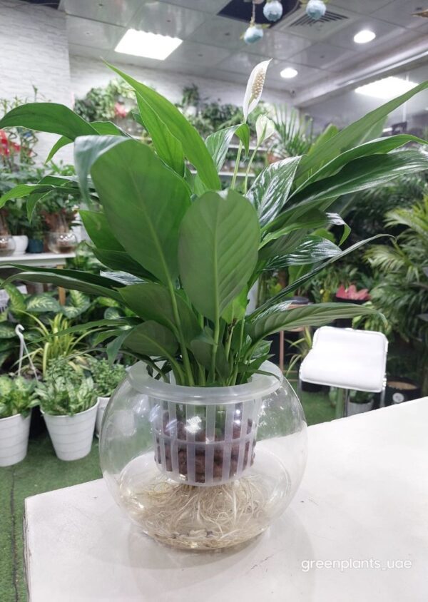 Water peace lily plant in a glass container - indoor air-purifying houseplant with white blooms and green foliage.