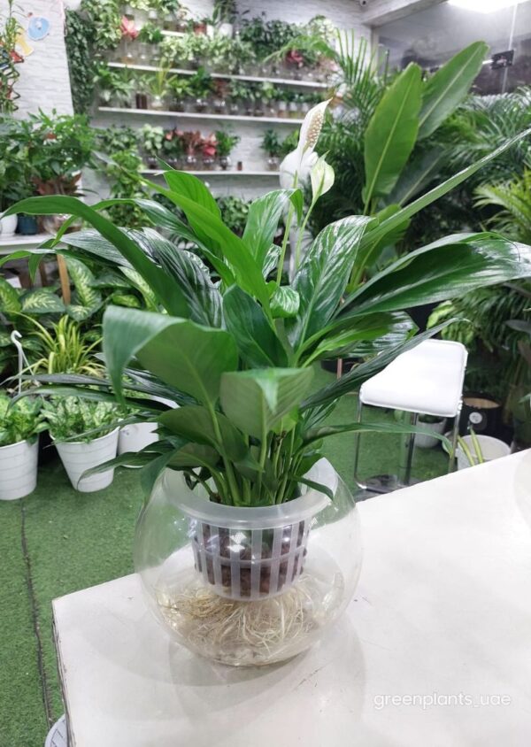 Vibrant Hydroponic Peace Lily Plant: Sustainable Indoor Gardening Marvel.