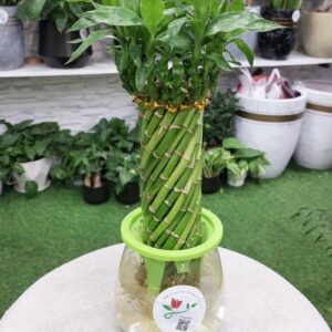 Spiral lucky bamboo plant with vibrant green leaves for home decor.
