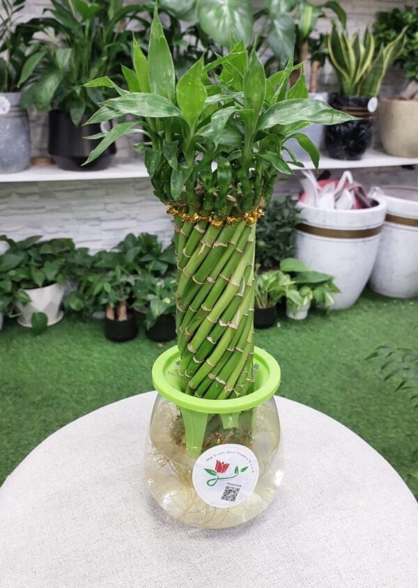 Spiral lucky bamboo plant with vibrant green leaves for home decor.