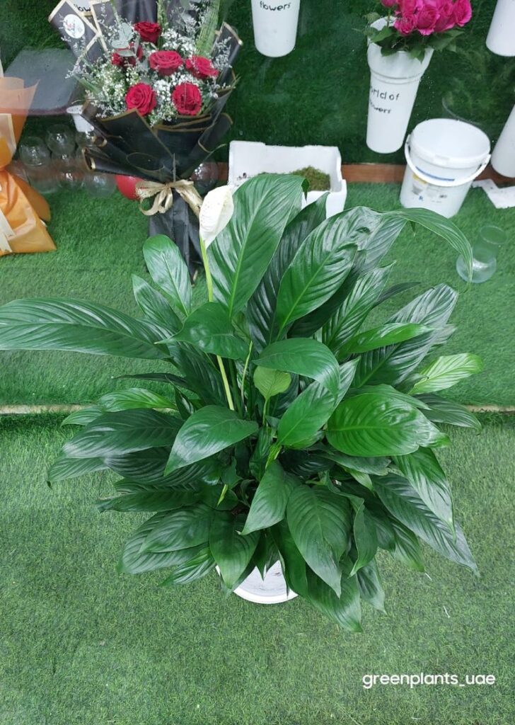 Peace Lily Plant Spathiphyllum 70cm with white blooms.