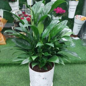 Peace Lily Plant Spathiphyllum 70cm with white blooms.