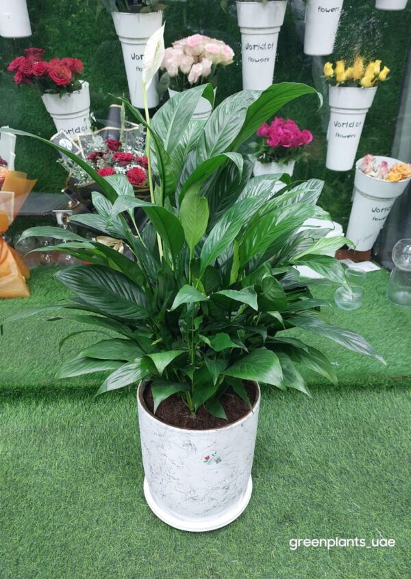 Peace Lily Plant Spathiphyllum 70cm with white blooms.