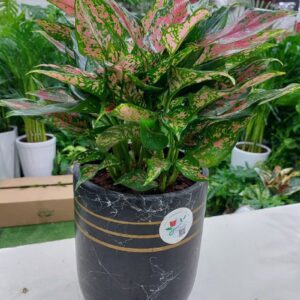 Vibrant Pink Aglaonema: A Gorgeous Pop of Color for Your Space.