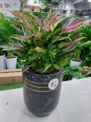 Vibrant Pink Aglaonema: A Gorgeous Pop of Color for Your Space.