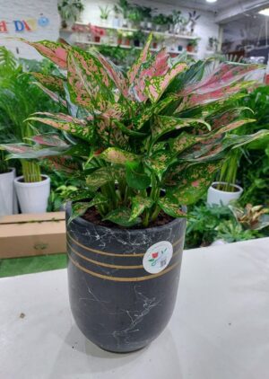 Vibrant Pink Aglaonema: A Gorgeous Pop of Color for Your Space.