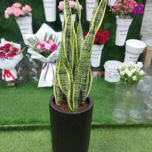 Healthy and vibrant snake plant for sale in a decorative pot, perfect for indoor spaces.
