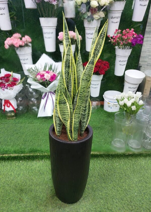 Healthy and vibrant snake plant for sale in a decorative pot, perfect for indoor spaces.