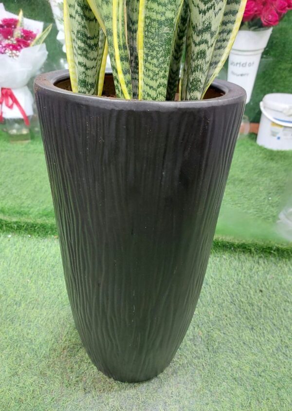 Healthy and vibrant snake plant for sale in a decorative pot, perfect for indoor spaces.