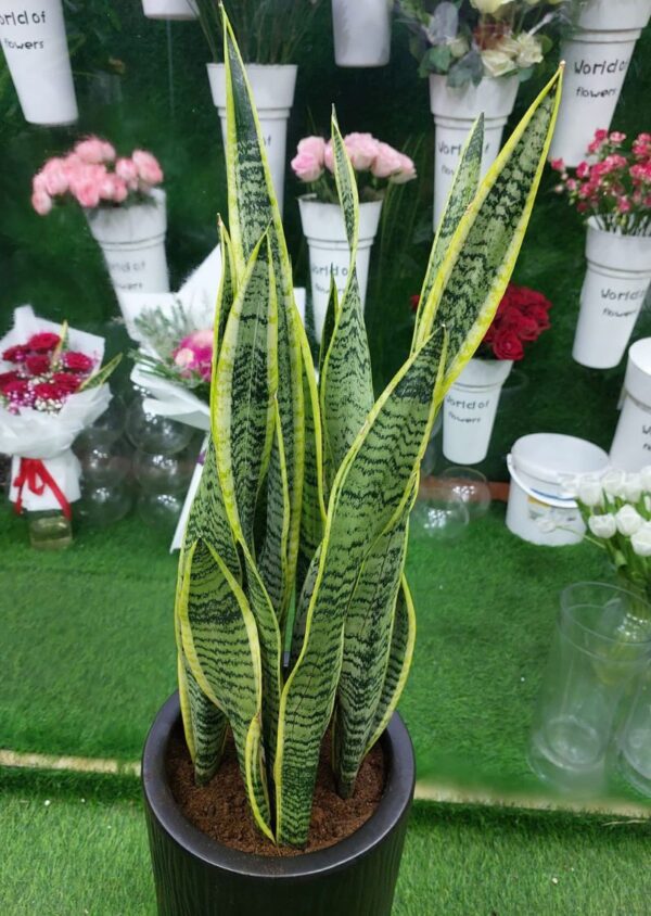 Healthy and vibrant snake plant for sale in a decorative pot, perfect for indoor spaces.