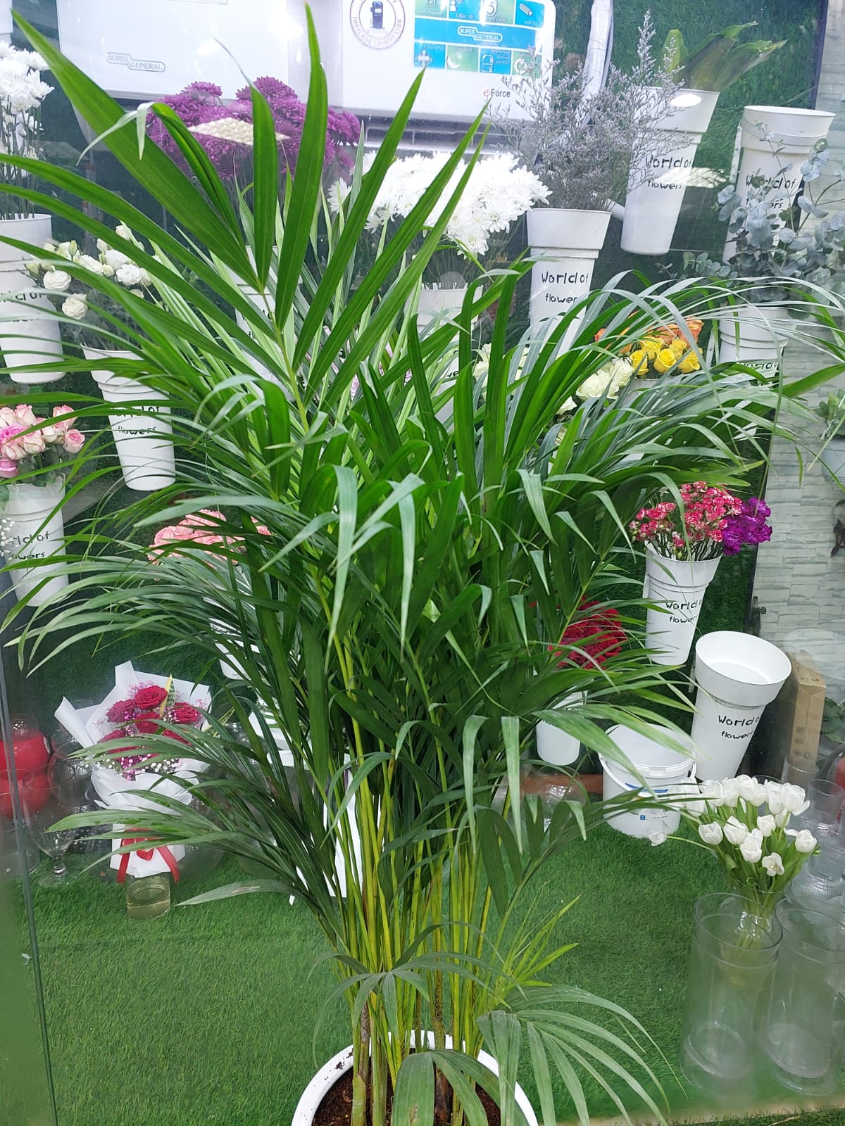Indoor Plants