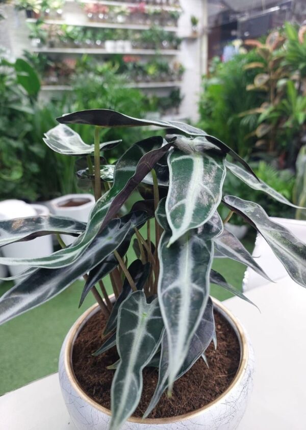 Alocasia Poly Plant with large, heart-shaped leaves and striking green veins, perfect for indoor spaces. Buy now for homes and offices in Dubai."