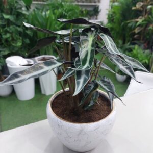 Alocasia Poly Plant with large, heart-shaped leaves and striking green veins, perfect for indoor spaces. Buy now for homes and offices in Dubai.