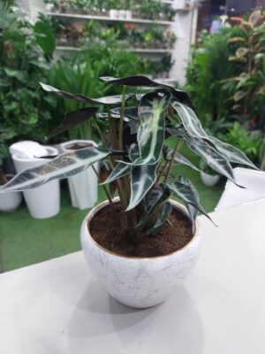Alocasia Poly Plant with large, heart-shaped leaves and striking green veins, perfect for indoor spaces. Buy now for homes and offices in Dubai.