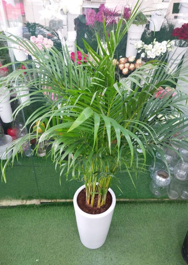 Areca Palm Plant with lush green fronds, ideal for indoor spaces, enhancing decor and air quality. Buy now for homes and offices in Dubai.