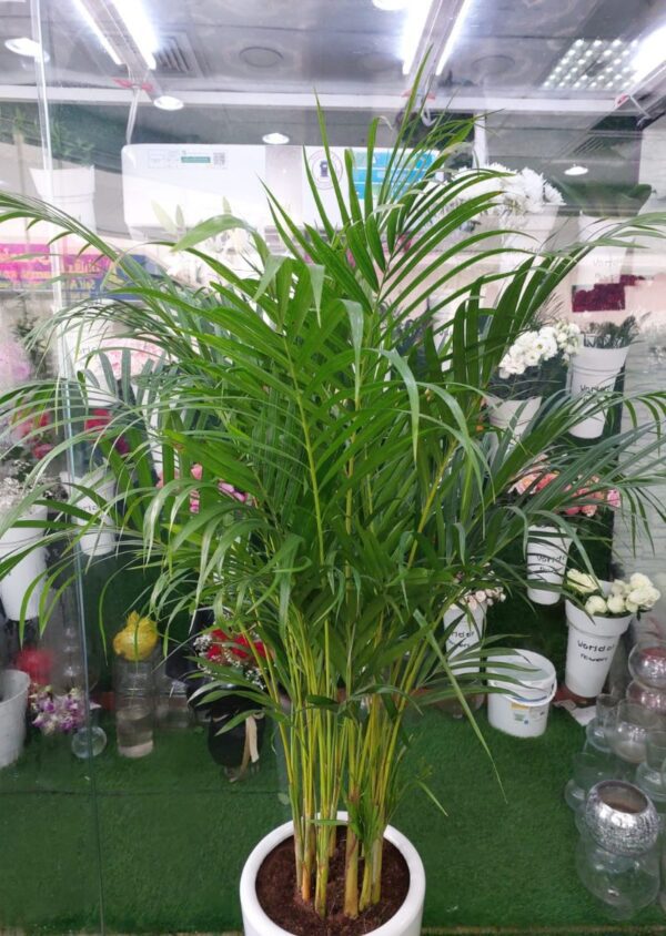 Areca Palm Plant with lush green fronds, ideal for indoor spaces, enhancing decor and air quality. Buy now for homes and offices in Dubai.