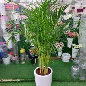 Areca Palm Plant adding greenery to a modern living room.