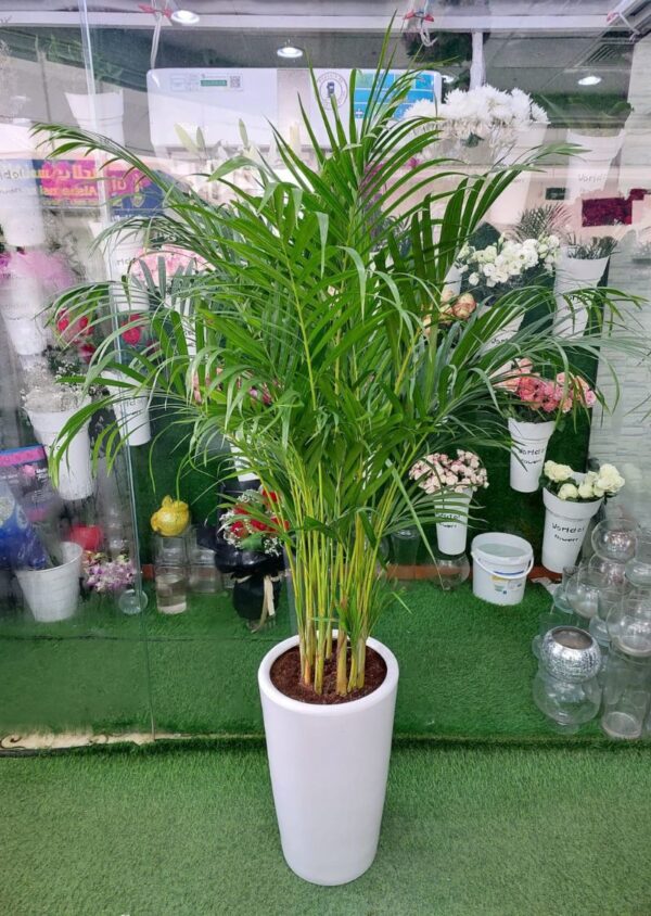 Areca Palm Plant adding greenery to a modern living room.