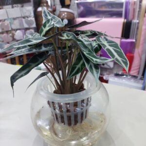 Vibrant Hydroponic Alocasia Polly: Thriving Greenery for Modern Living Spaces.