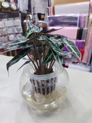 Vibrant Hydroponic Alocasia Polly: Thriving Greenery for Modern Living Spaces.