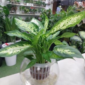 Hydroponic Dieffenbachia Plant - Lush green foliage in a hydroponic system, perfect for indoor gardening. Low maintenance and visually appealing, ideal for home or office décor.