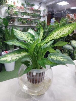 Hydroponic Dieffenbachia Plant - Lush green foliage in a hydroponic system, perfect for indoor gardening. Low maintenance and visually appealing, ideal for home or office décor.