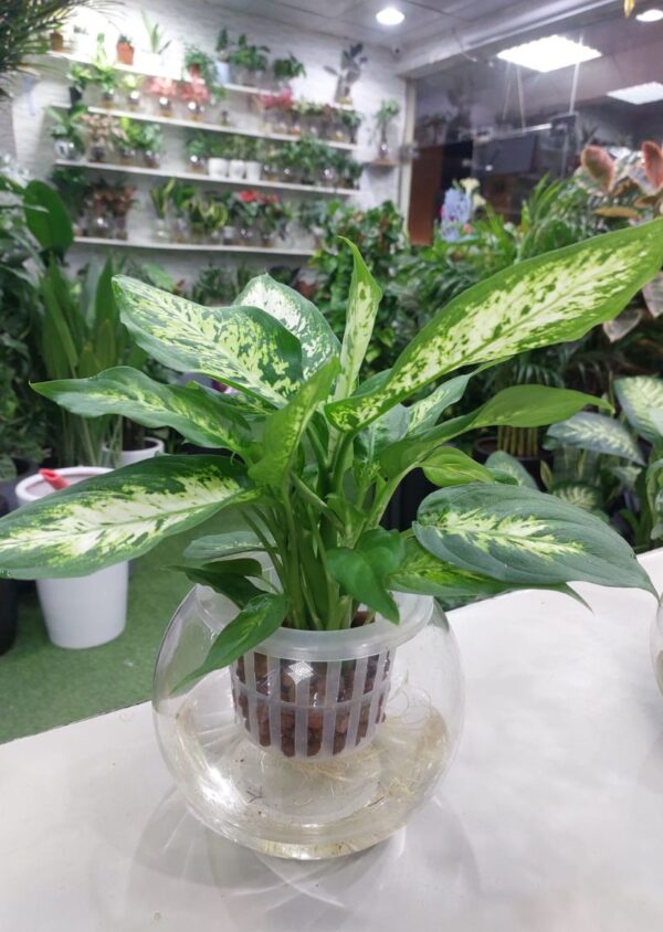 Hydroponic Dieffenbachia Plant - Lush green foliage in a hydroponic system, perfect for indoor gardening. Low maintenance and visually appealing, ideal for home or office décor.