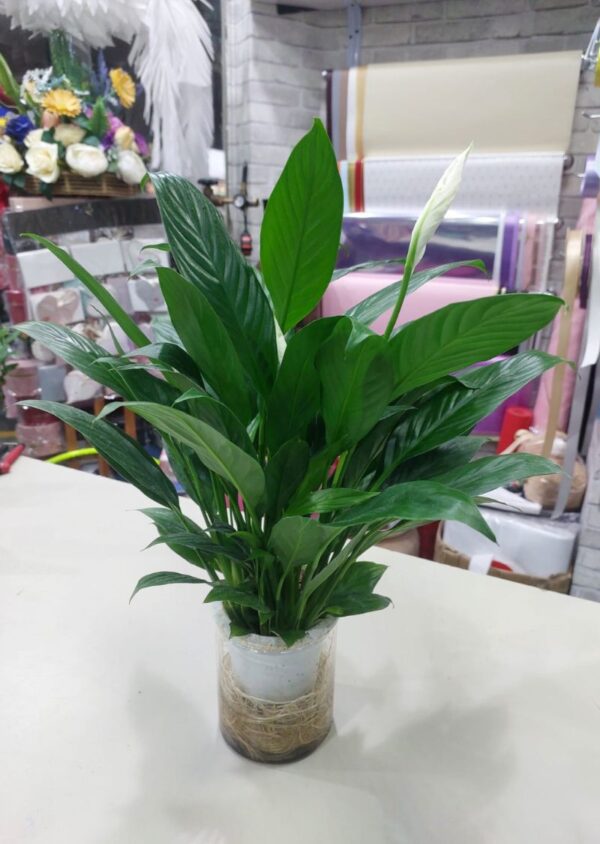 Hydroponic Peace Lily Plant - Lush green leaves and elegant white blooms in a soil-free hydroponic setup. Ideal for indoor gardening, this Peace Lily thrives in water-based environments, adding natural beauty and air purification to your space.