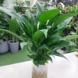 Water Peace Lily plant in clear glass vase – hydroponic indoor plant UAE