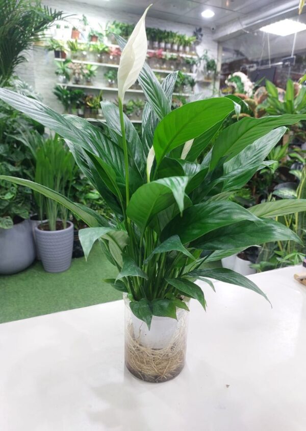 Hydroponic Peace Lily Plant - Lush Green Foliage in Water Culture System.