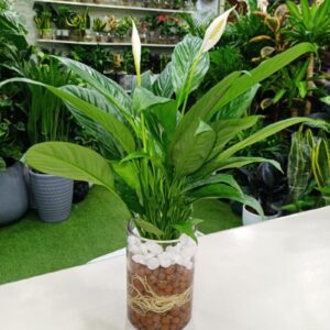 Peace Lily Plant (Spathiphyllum): White Flowering Indoor Houseplant with Green Leaves.