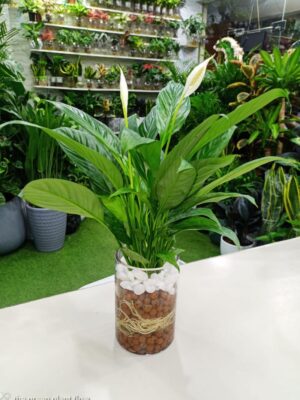 Peace Lily Plant (Spathiphyllum): White Flowering Indoor Houseplant with Green Leaves.