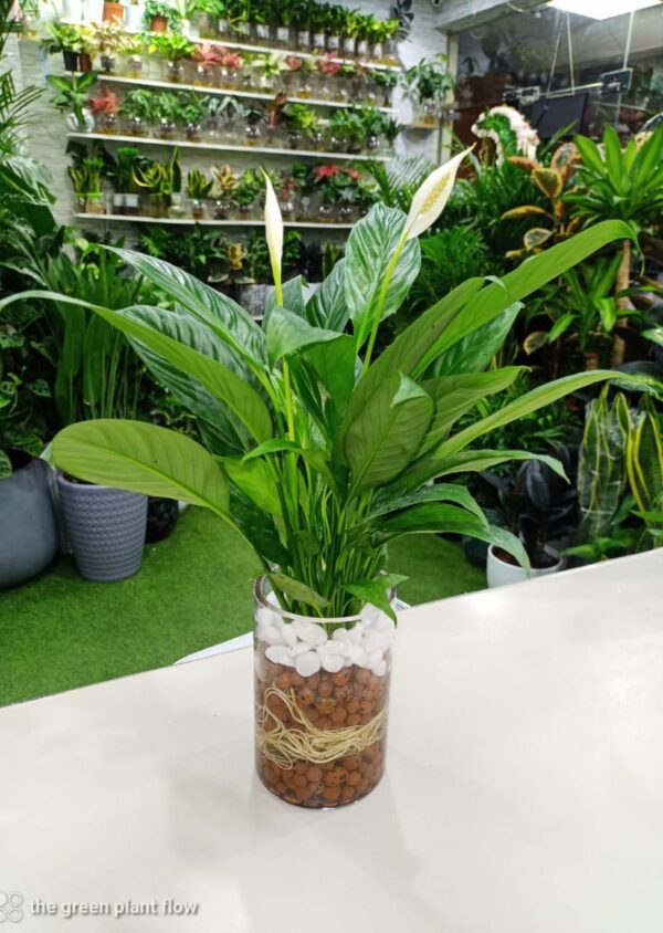 Peace Lily Plant (Spathiphyllum): White Flowering Indoor Houseplant with Green Leaves.