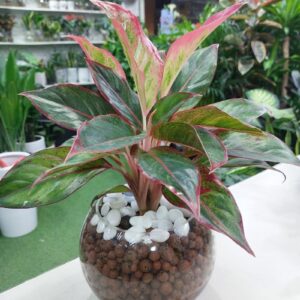Hydroponic Red Aglaonema Plant