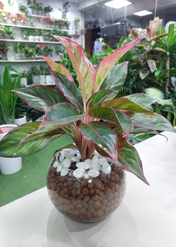 Hydroponic Red Aglaonema Plant