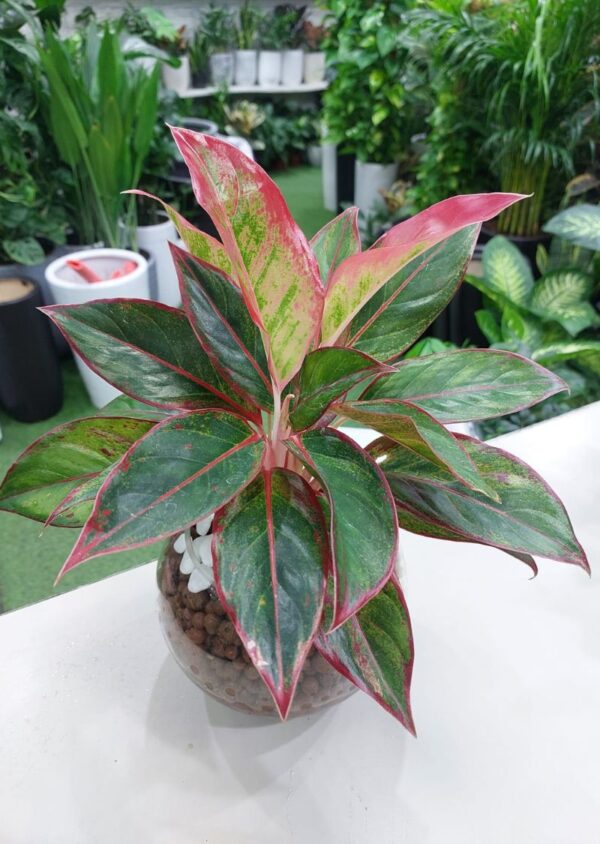 Hydroponic Red Aglaonema Plant