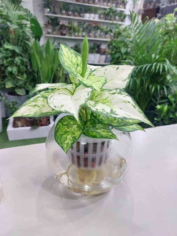 Hydroponic White Aglaonema Plant Dubai.