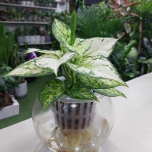 Hydroponic White Aglaonema Plant Dubai.